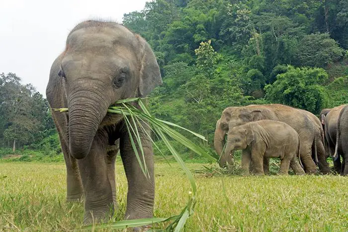 Elefantes en un santuario natural de Chiang Mai