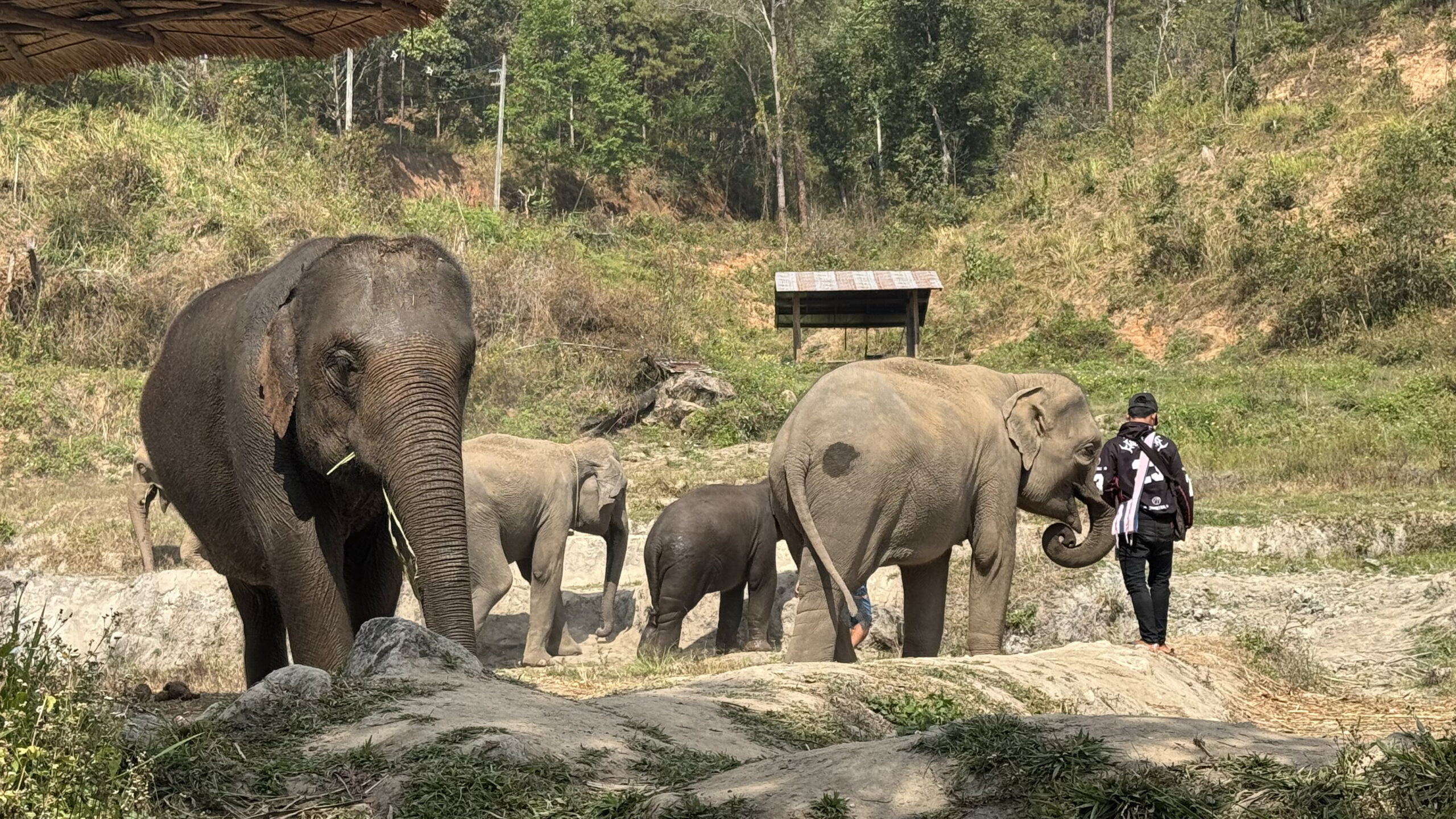Elefantes en libertad en un santuario ético de Chiang Mai