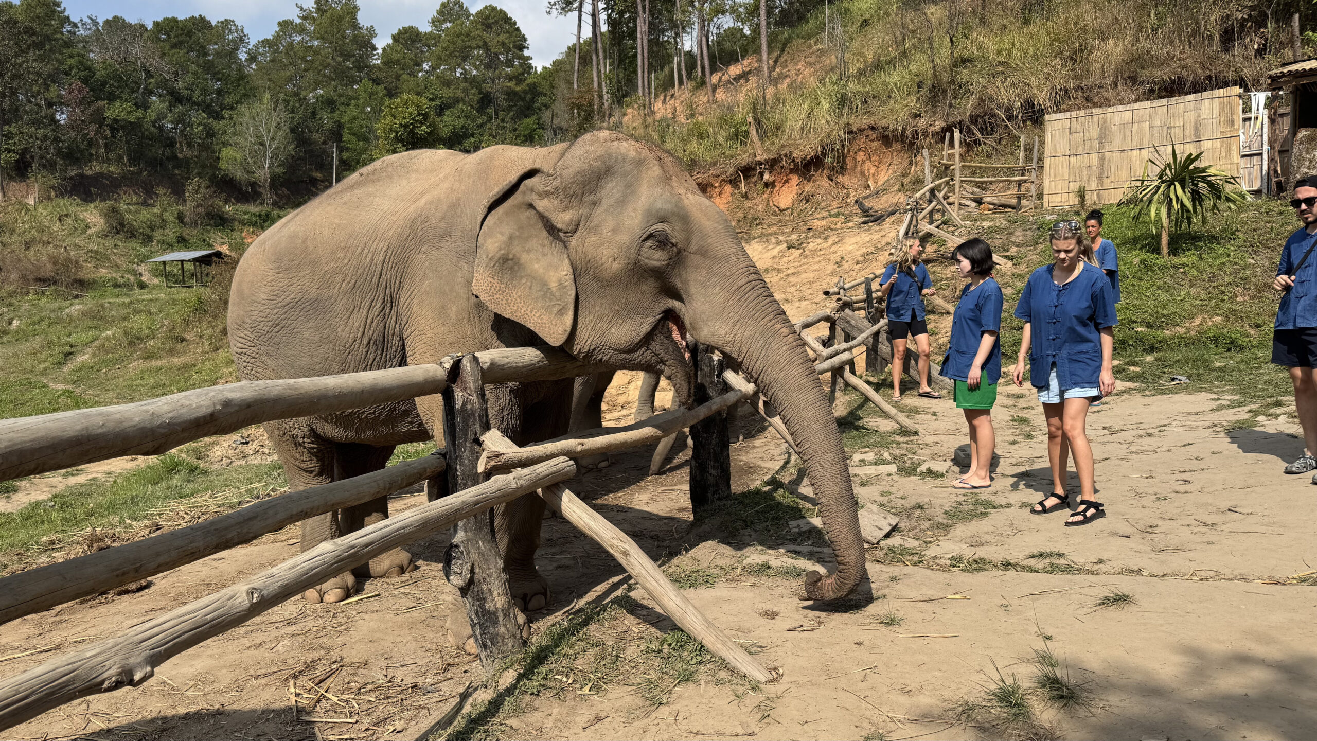 Elefantes en un santuario ético de Chiang Mai