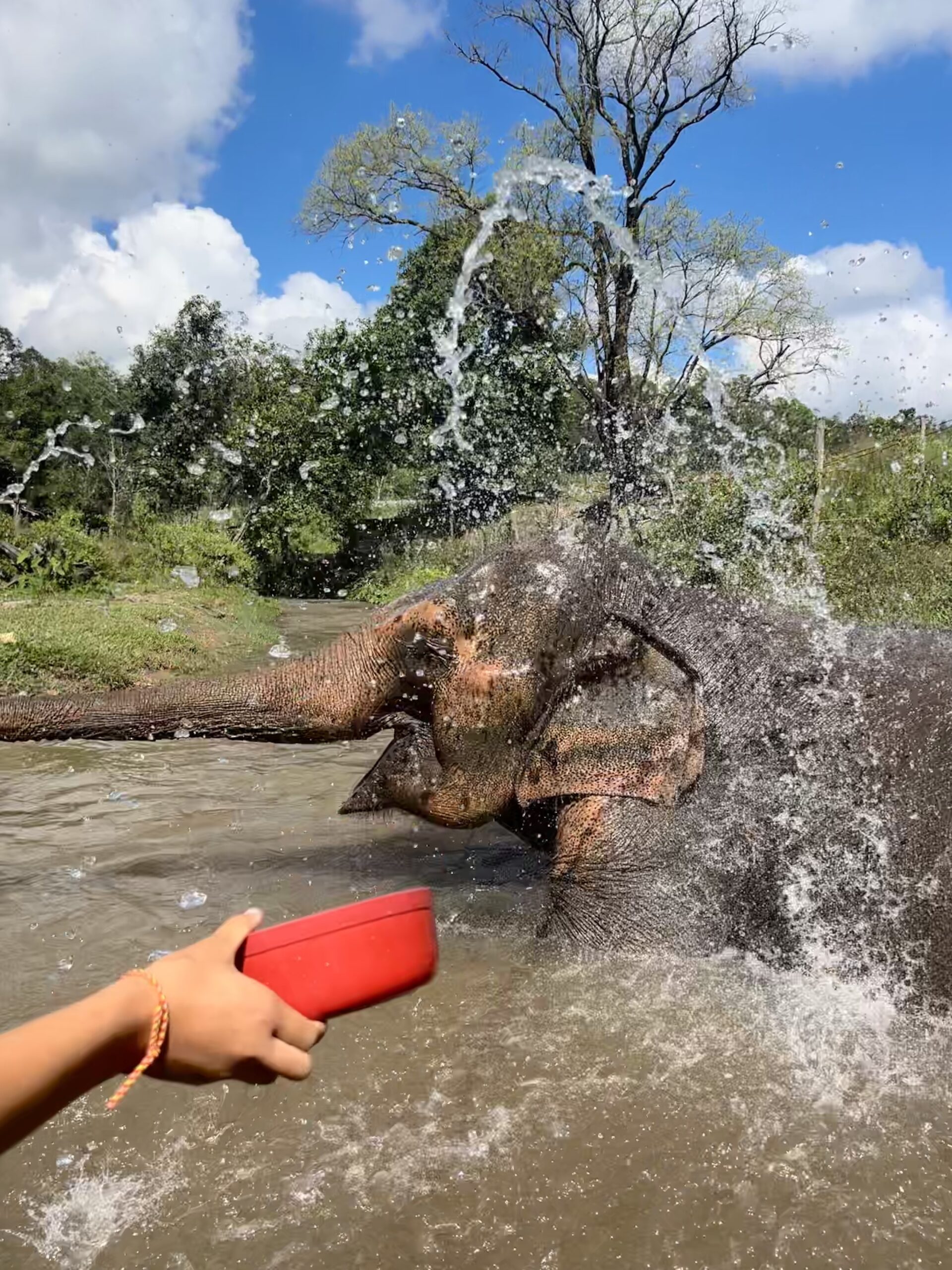 Baño con elefantes en un santuario de Chiang Mai