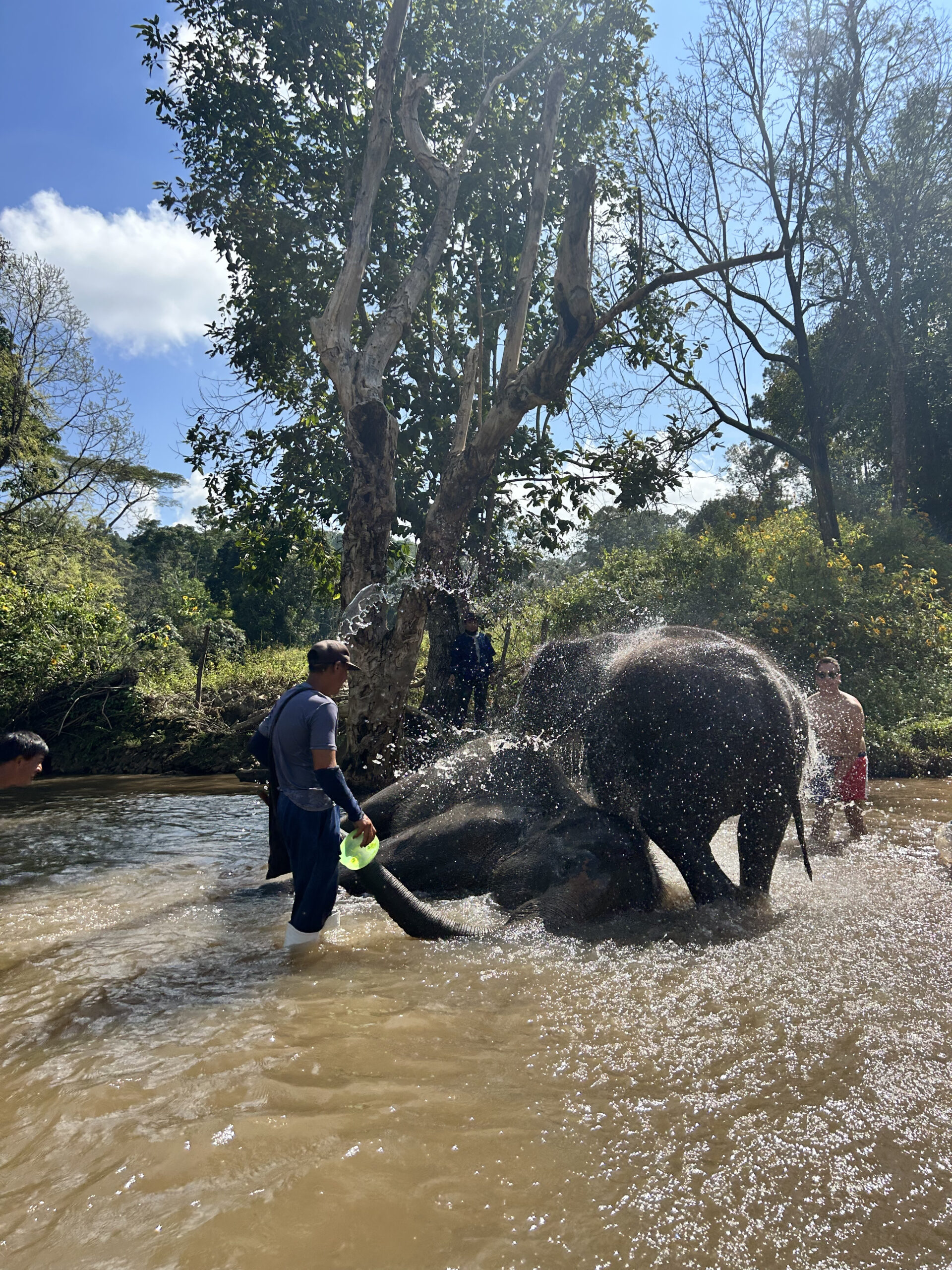 Elefantes en libertad en un santuario de Chiang Mai