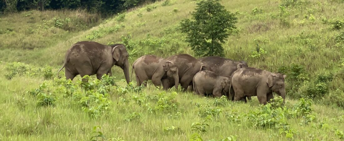10 animales que puedes ver en el Parque Nacional Khao Yai en Tailandia