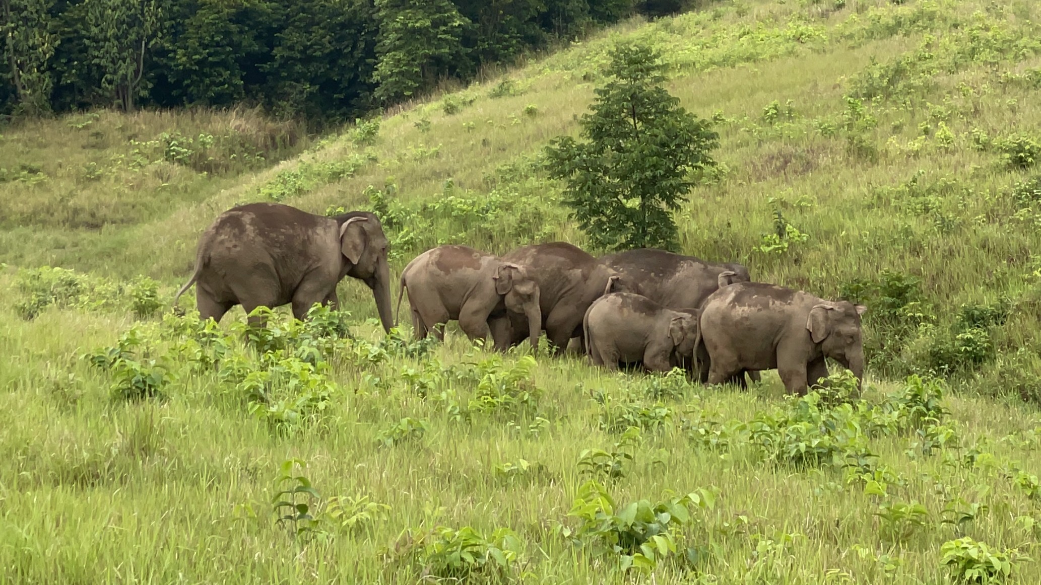 10 animales que puedes ver en el Parque Nacional Khao Yai en Tailandia