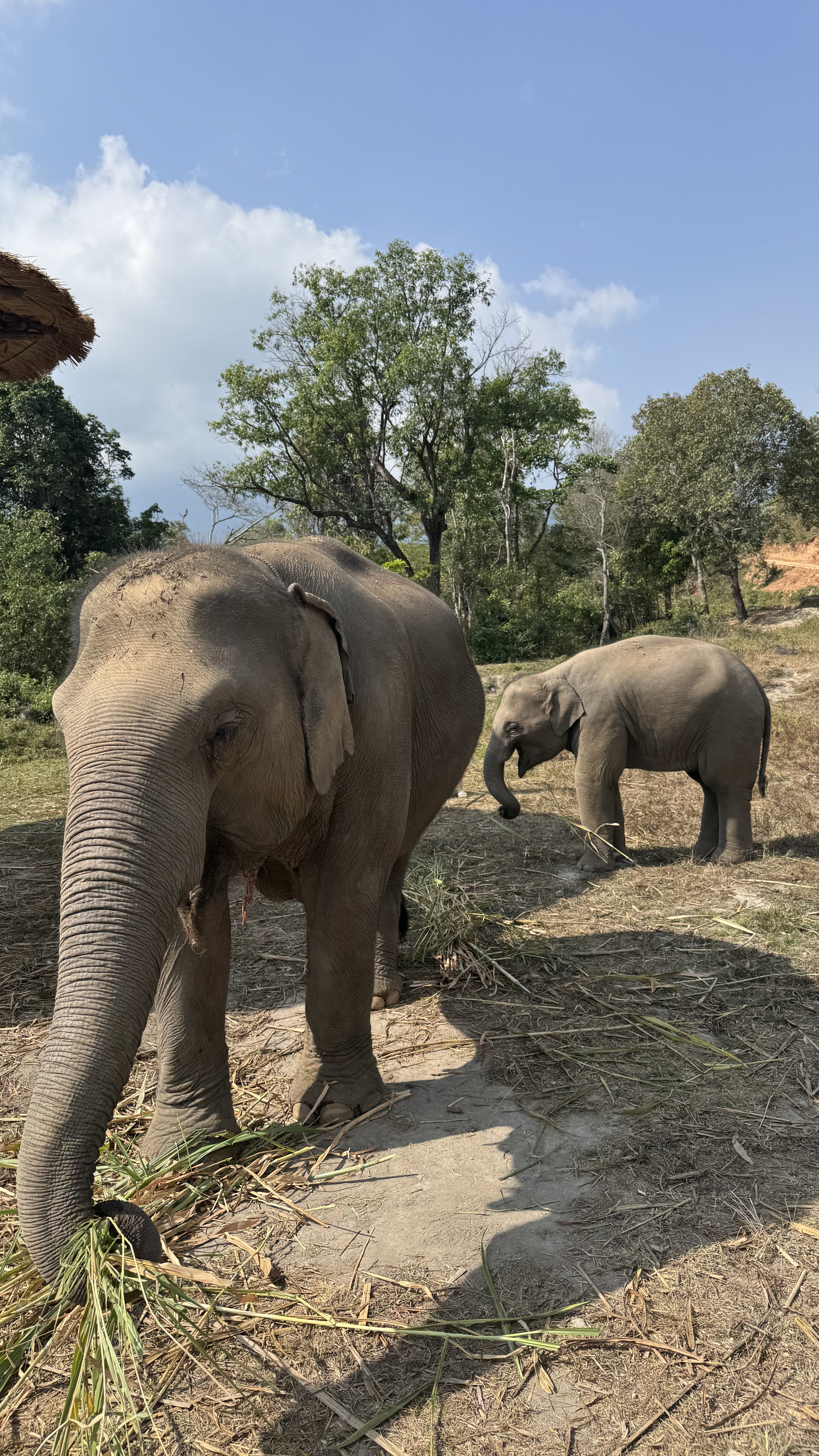 Elefantes alimentándose en un santuario de Chiang Mai