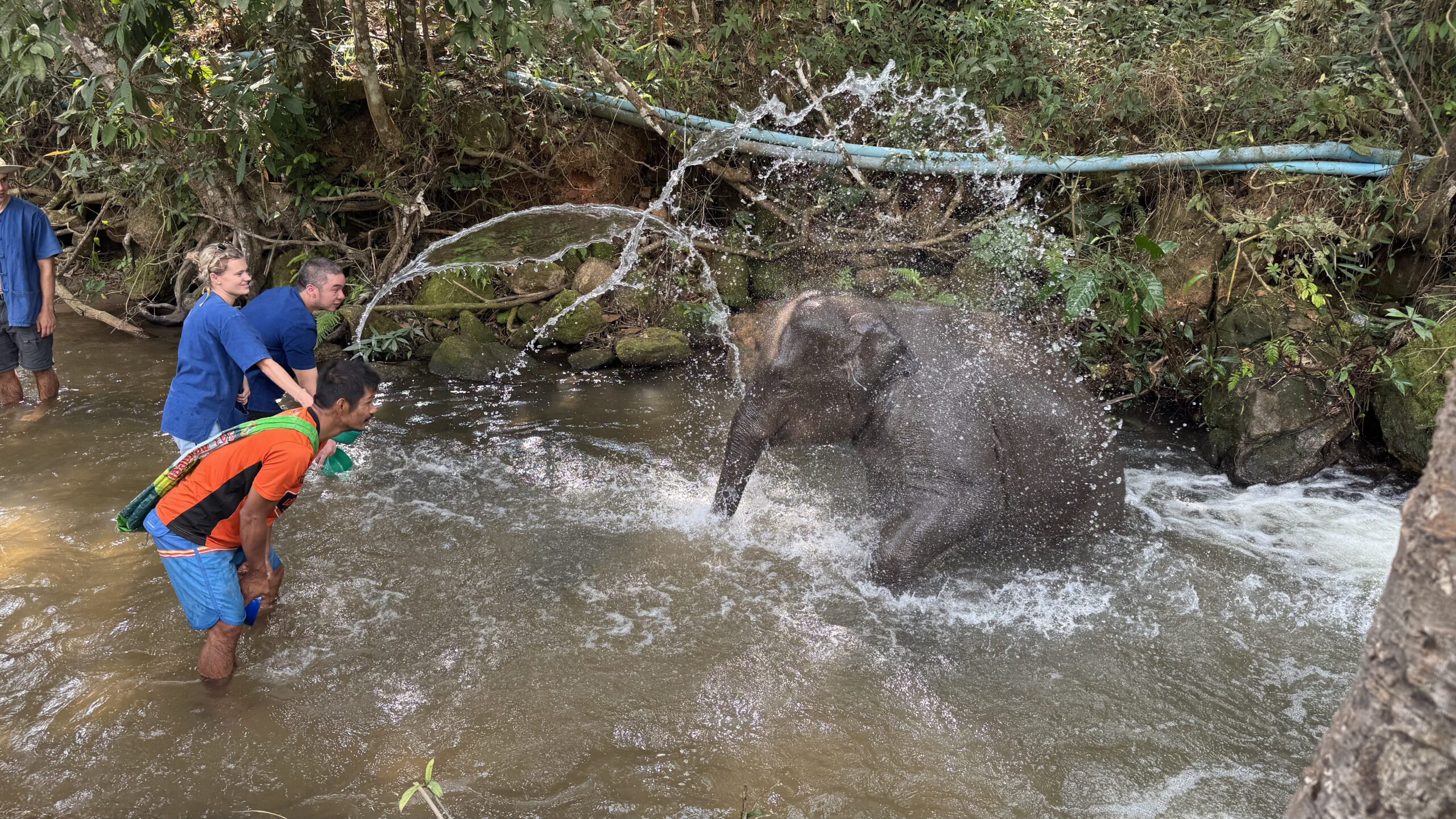 Excursión a un santuario de elefantes en Chiang Mai