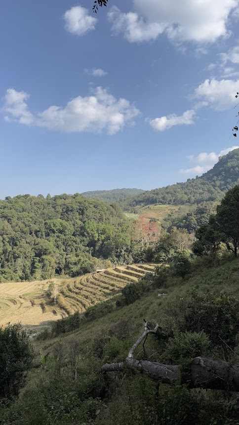 Sendero en el Parque Nacional Doi Inthanon