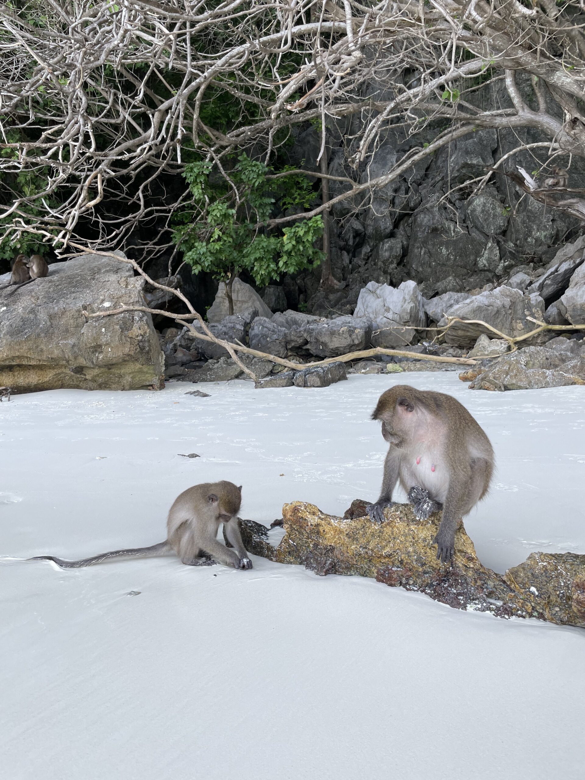 Monkey Beach en las Islas Phi Phi, Tailandia