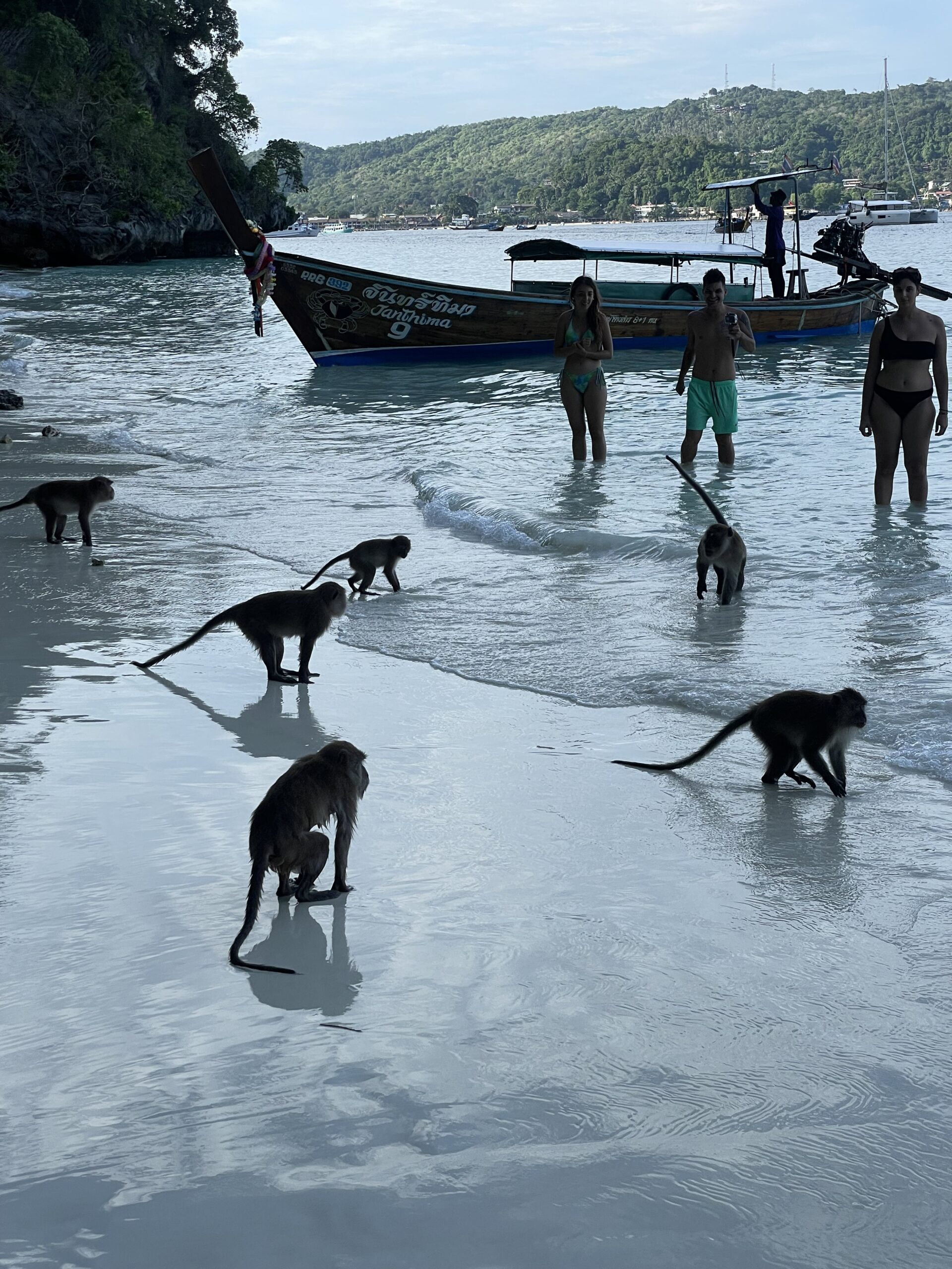Monos en Monkey Beach, Phi Phi