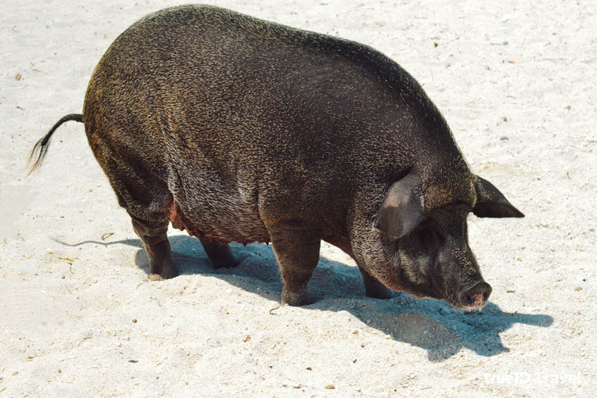 Pig Island Koh Samui