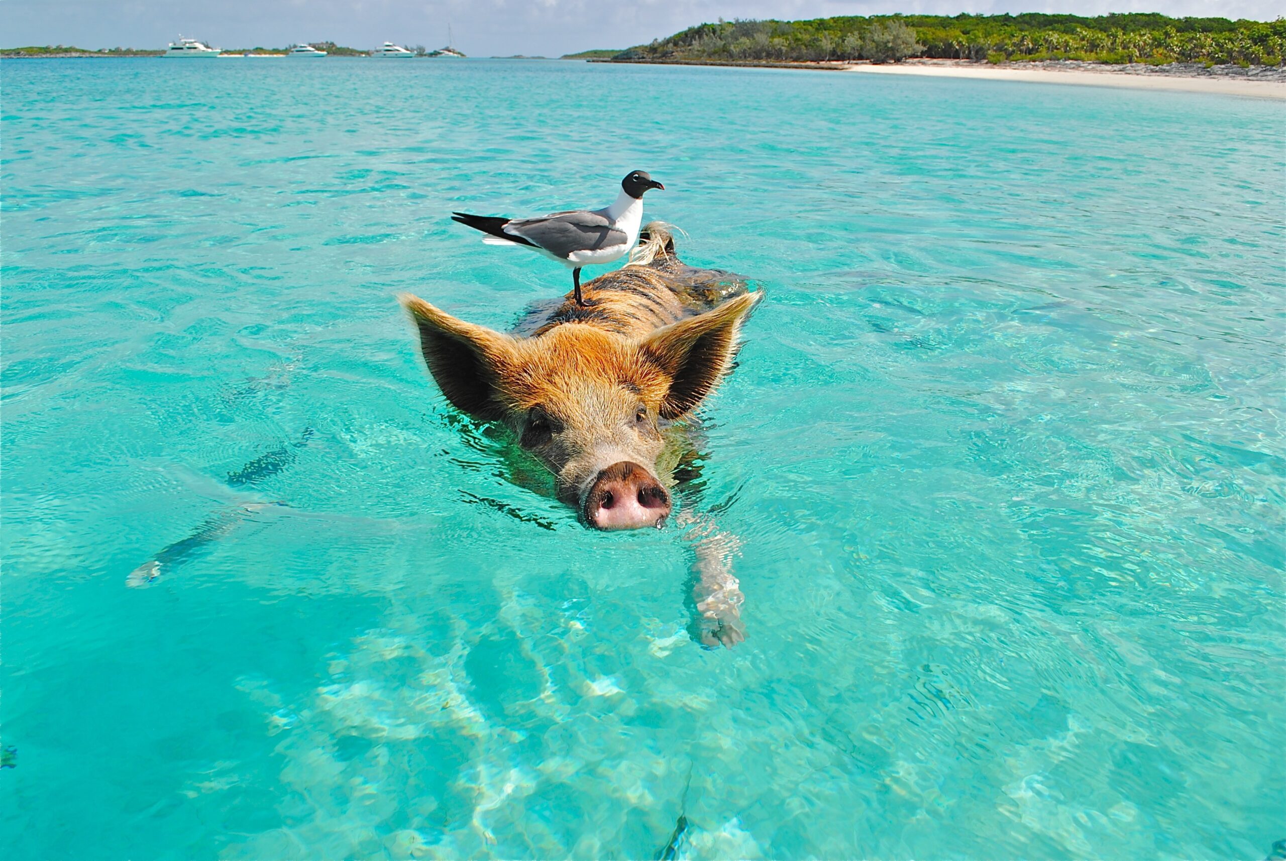 excursión desde koh samui Cerdo en la playa de Pig Island Tailandia